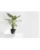 Γλαστράκι Oslo Mini 16 Dark Grey Στρογγυλές γλάστρες Γλαστράκι Oslo Mini 16 Dark Grey Στρογγυλές γλάστρες