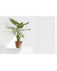 Oslo Mini small pot 19 Terracotta Round pots Oslo Mini small pot 19 Terracotta Round pots