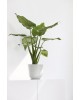 Oslo Mini small pot 19 Pure White Small pots