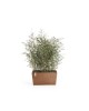 Big planter Paris 100 Terracotta Rectangular paris Big planter Paris 100 Terracotta Rectangular paris