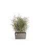 Big planter Paris 80 Taupe Rectangular paris Big planter Paris 80 Taupe Rectangular paris