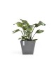 Rotterdam square pot 30 Grey Rotterdam pot Rotterdam square pot 30 Grey Rotterdam pot