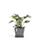 Rotterdam square pot 40 Grey Rotterdam pot Rotterdam square pot 40 Grey Rotterdam pot