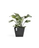 Rotterdam square pot 40 Dark Grey Rotterdam pot Rotterdam square pot 40 Dark Grey Rotterdam pot