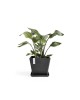 Rotterdam square pot 40 Dark Grey Rotterdam pot Rotterdam square pot 40 Dark Grey Rotterdam pot