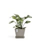 Rotterdam square pot 40 Taupe Rotterdam pot Rotterdam square pot 40 Taupe Rotterdam pot