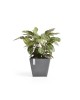 Rotterdam square pot 50 Grey Rotterdam pot Rotterdam square pot 50 Grey Rotterdam pot