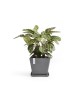 Rotterdam square pot 50 Grey Rotterdam pot Rotterdam square pot 50 Grey Rotterdam pot