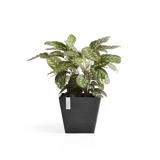 Rotterdam square pot 50 Dark Grey Rotterdam pot Rotterdam square pot 50 Dark Grey Rotterdam pot