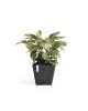 Rotterdam square pot 50 Dark Grey Rotterdam pot Rotterdam square pot 50 Dark Grey Rotterdam pot