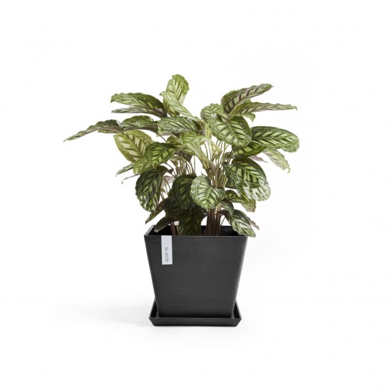 Rotterdam square pot 50 Dark Grey Rotterdam pot Rotterdam square pot 50 Dark Grey Rotterdam pot