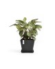 Rotterdam square pot 50 Dark Grey Rotterdam pot Rotterdam square pot 50 Dark Grey Rotterdam pot