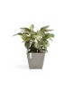 Rotterdam square pot 50 Taupe Rotterdam pot Rotterdam square pot 50 Taupe Rotterdam pot