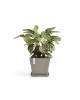 Rotterdam square pot 50 Taupe Rotterdam pot Rotterdam square pot 50 Taupe Rotterdam pot