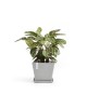 Rotterdam square pot 50 White Grey Rotterdam pot Rotterdam square pot 50 White Grey Rotterdam pot