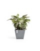 Rotterdam square pot 50 Blue Grey Rotterdam pot Rotterdam square pot 50 Blue Grey Rotterdam pot