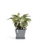 Rotterdam square pot 50 Blue Grey Rotterdam pot Rotterdam square pot 50 Blue Grey Rotterdam pot