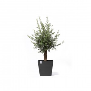 Rotterdam Wheels square pot 50 Dark Grey