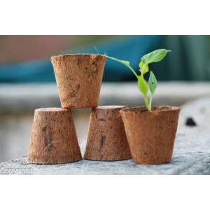 Coconut sowing seeds cups 8cm