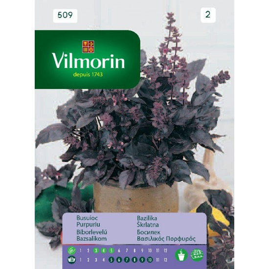 Basil purple 509 Aromatics seeds 