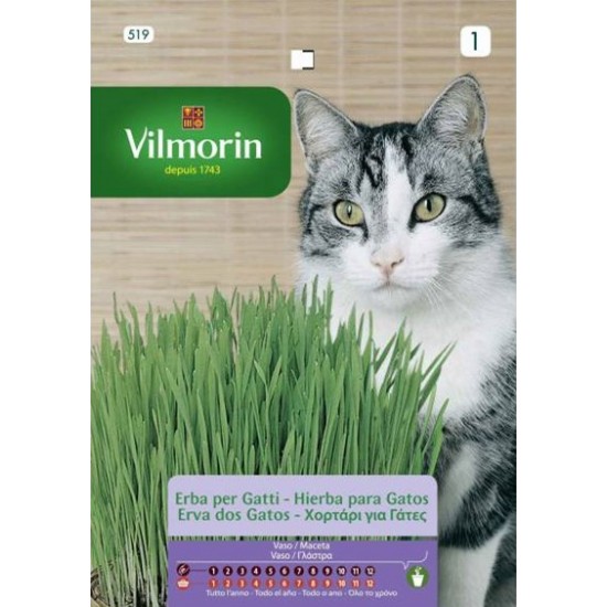 Cat grass 519 Aromatics seeds 