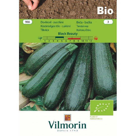 Zucchini bio black beauty 966 Organic seeds