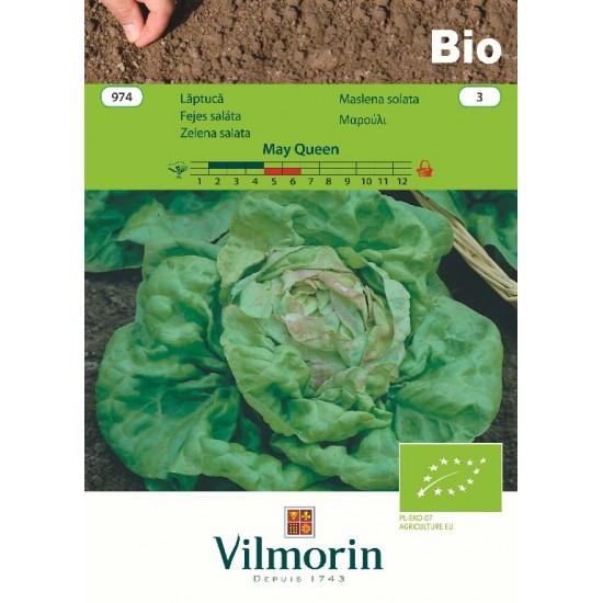 Lettuce bio may queen 974 Organic seeds