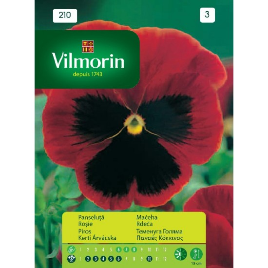 Pansy red 210 Flower seeds