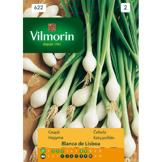 Onion blanka 622  Vegetable seeds