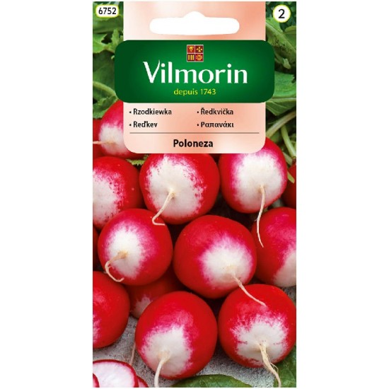 Radish poloneza 6752S Vegetable seeds