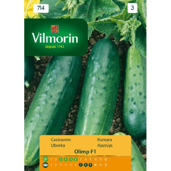 Cucumber olimp 714 Vegetable seeds