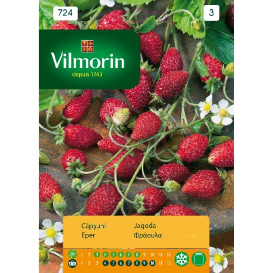 Strawberry rugia 724 Vegetable seeds