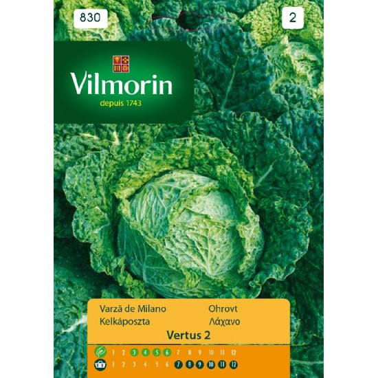 Cabbage vertus 830 Vegetable seeds