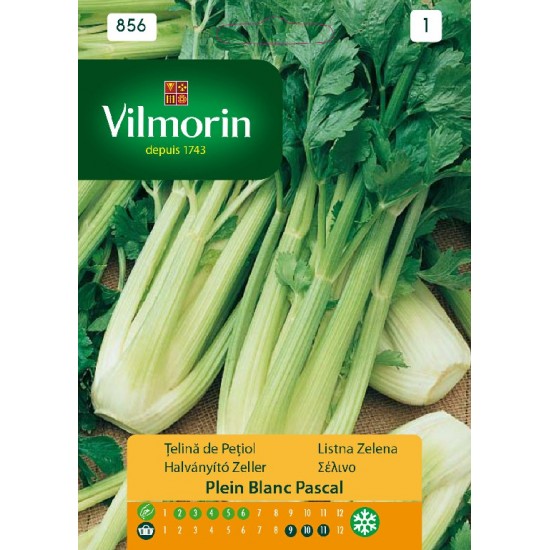 Celery blanc pascal 856 Vegetable seeds