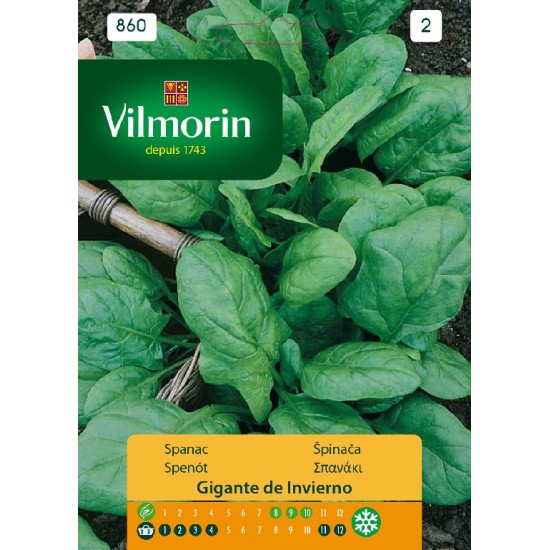 Spinach invierno 860 Vegetable seeds