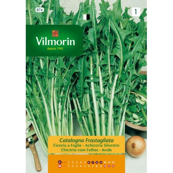 Chicory frastagliata 874F Vegetable seeds