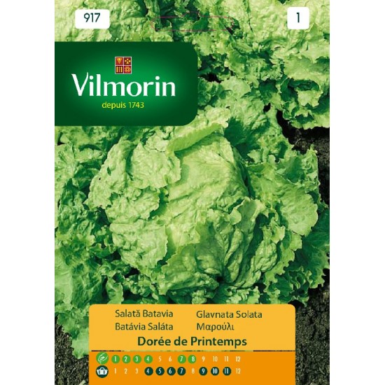 Lettuce printemps 917 Vegetable seeds