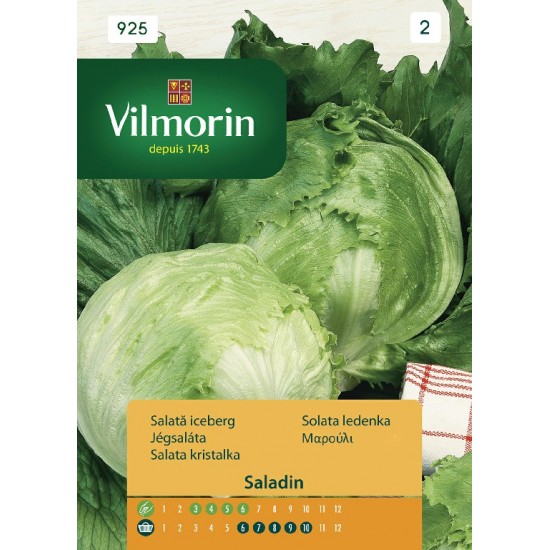 Lettuce saladin 925 Vegetable seeds