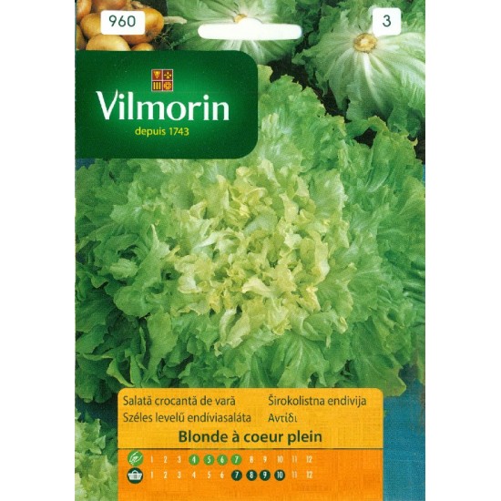 Chicory blonde 960 Vegetable seeds