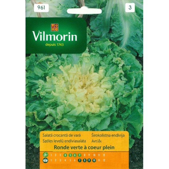 Chicory ronde verte 961 Vegetable seeds