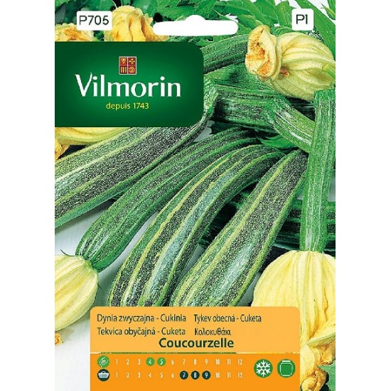 Zucchini coucourzelle 705P Vegetable seeds