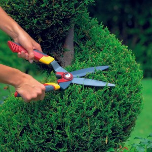 Boxwood shear HS - B